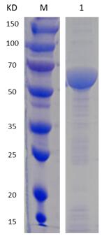 12% SDS-PAGE analysis profiles of purified MCR_RS02820-37-617 (CBB stained).